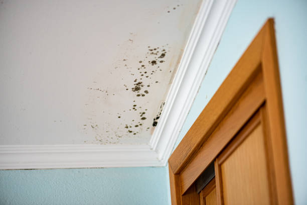 Best Attic Mold Removal  in Tonkawa, OK